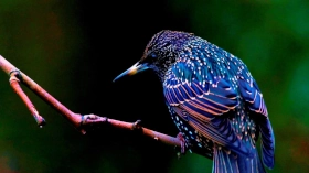 eBirds - наблюдение за птичками